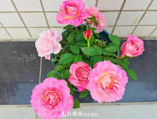 立秋后盆栽月季想要9、10月正常開花，注意此4點(圖4)