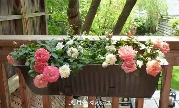 立秋后盆栽月季想要9、10月正常開花，注意此4點(圖5)
