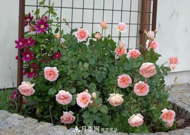 立秋后盆栽月季想要9、10月正常開花，注意此4點(圖6)