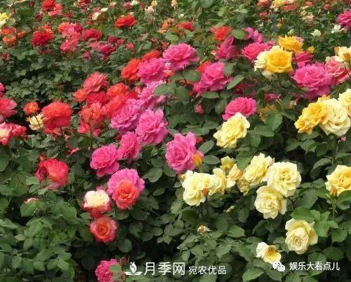 想要月季滿樹都是花苞，掌握4個(gè)訣竅，芽多枝干壯花朵開爆盆(圖1)