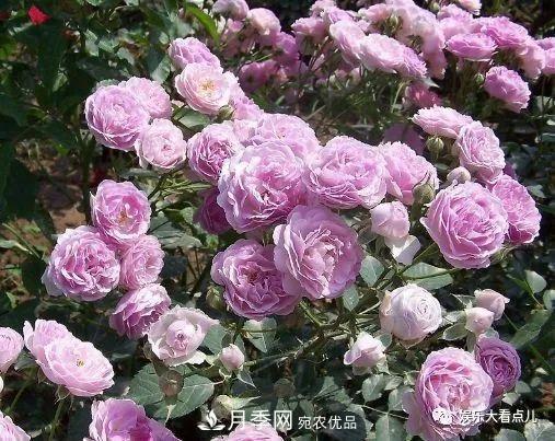 想要月季滿樹都是花苞，掌握4個(gè)訣竅，芽多枝干壯花朵開爆盆(圖3)