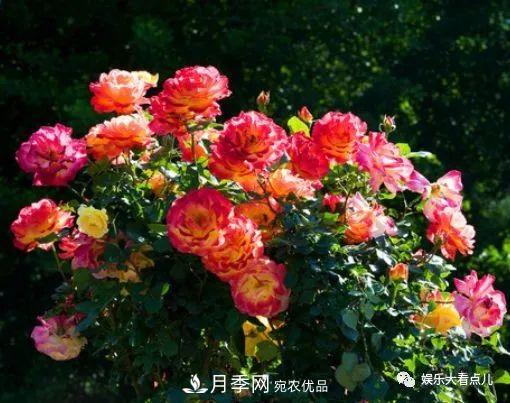 想要月季滿樹都是花苞，掌握4個(gè)訣竅，芽多枝干壯花朵開爆盆(圖2)