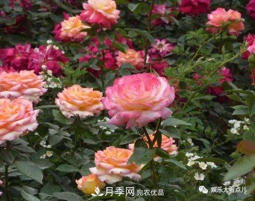 想要月季滿樹都是花苞，掌握4個(gè)訣竅，芽多枝干壯花朵開爆盆(圖4)