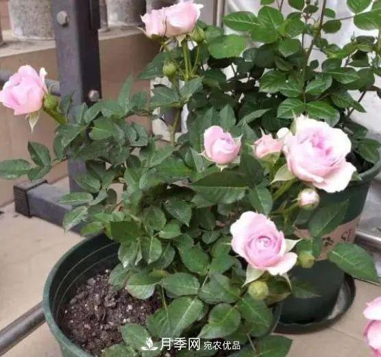 月季滿樹花苞該不該剪掉？認(rèn)清“2點(diǎn)”，開花又大又漂亮(圖2)