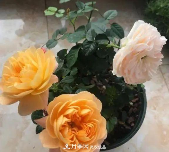 月季滿樹花苞該不該剪掉？認(rèn)清“2點(diǎn)”，開花又大又漂亮(圖1)