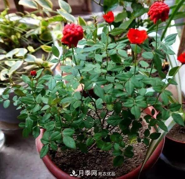 月季滿樹花苞該不該剪掉？認(rèn)清“2點(diǎn)”，開花又大又漂亮(圖5)