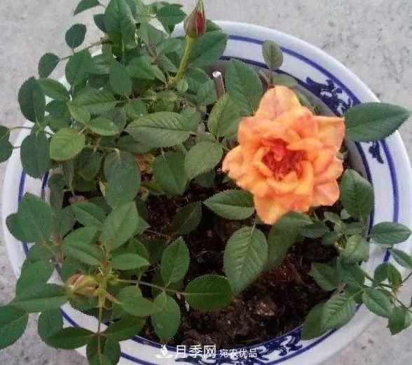 月季滿樹花苞該不該剪掉？認(rèn)清“2點(diǎn)”，開花又大又漂亮(圖4)