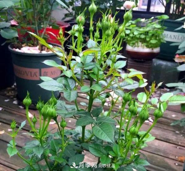 月季滿樹花苞該不該剪掉？認(rèn)清“2點(diǎn)”，開花又大又漂亮(圖6)