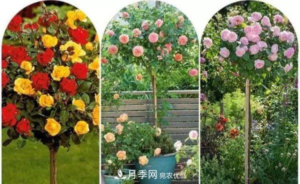 南陽月季嫁接樹干上，花量暴增，長成&quot;月季樹&quot;(圖3)