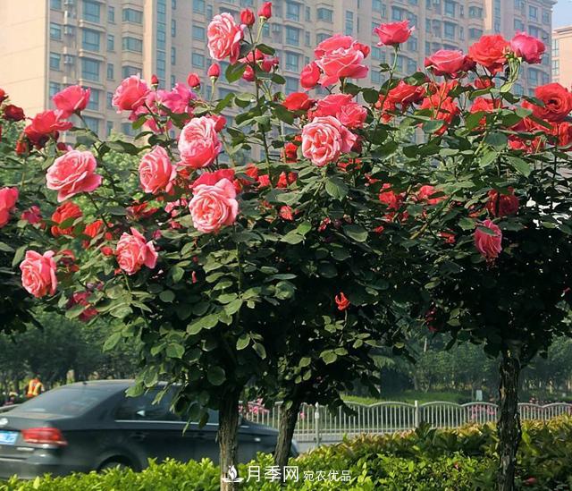 誰為城市園林綠化增添色彩，美麗的月季樹(圖2)