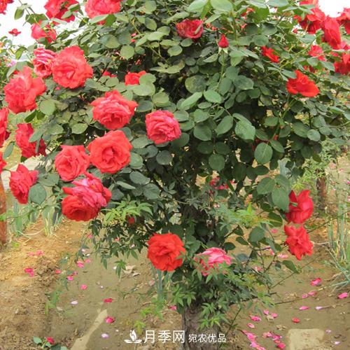 紅龍月季業(yè)可以培育月季樹(圖2)
