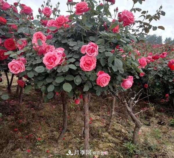 紅龍月季業(yè)可以培育月季樹(圖3)
