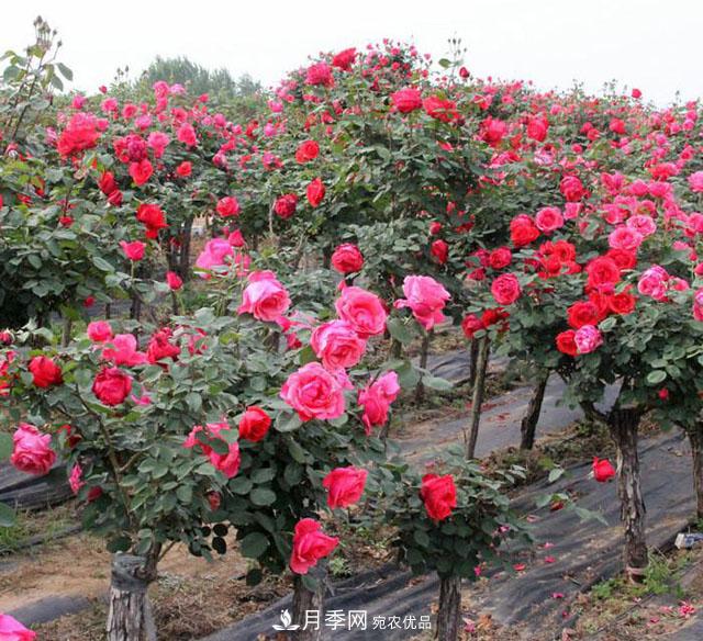 古樁月季樹的栽培設(shè)施要求(圖1)