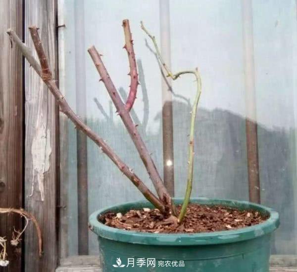 月季撐根桿秒變“月季樹”，陽光曬一曬，開成棒棒球！(圖1)