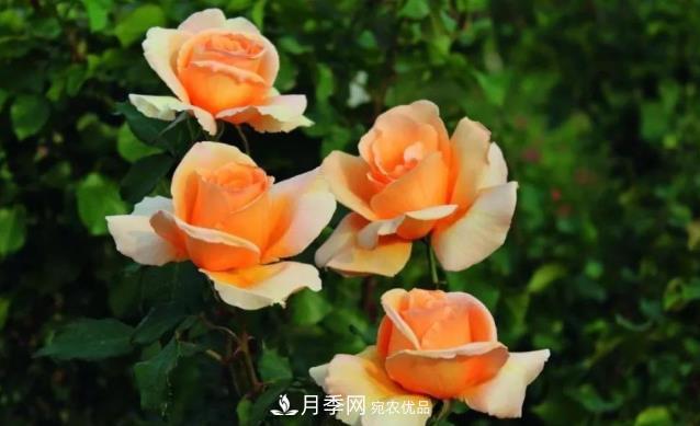 別養(yǎng)普通月季花了，看這3種變色月季，好看又好養(yǎng)活(圖1)