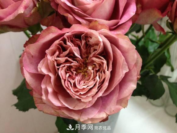 別養(yǎng)普通月季花了，看這3種變色月季，好看又好養(yǎng)活(圖2)