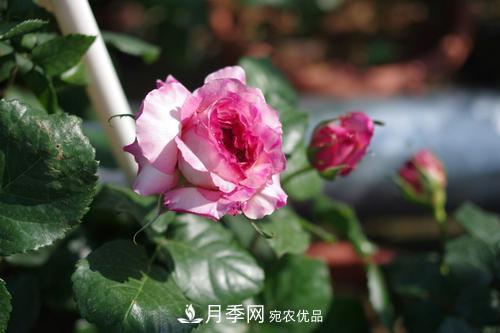 別養(yǎng)普通月季花了，看這3種變色月季，好看又好養(yǎng)活(圖3)