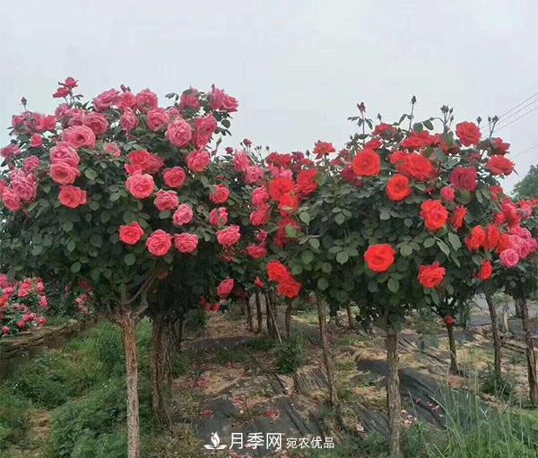 怎樣掌握好樹狀月季的園林養(yǎng)護(hù)管理工作？(圖1)