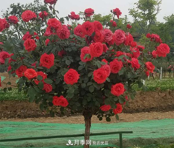 土質(zhì)對于樹狀月季的生長到底有多大影響？(圖1)