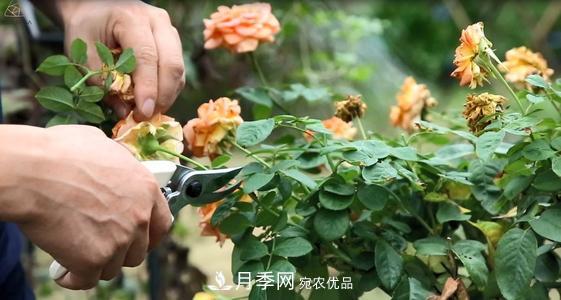 想要月季開花多，先養(yǎng)筍，幾個技巧讓月季快速冒筍芽(圖2)