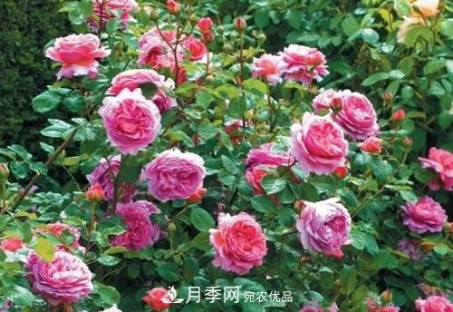 想要月季開花多，先養(yǎng)筍，幾個技巧讓月季快速冒筍芽(圖3)