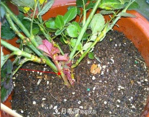 想要月季開花多，先養(yǎng)筍，幾個技巧讓月季快速冒筍芽(圖1)