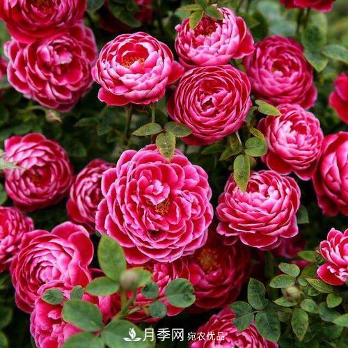 想要月季開花多，先養(yǎng)筍，幾個技巧讓月季快速冒筍芽(圖4)