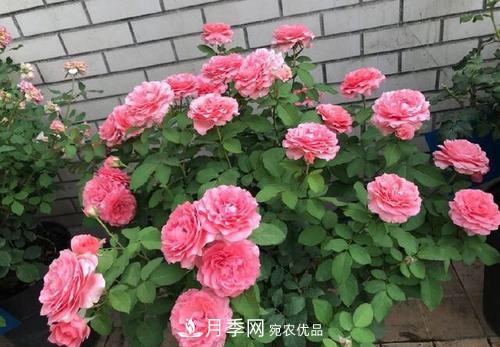想要月季開花多，先養(yǎng)筍，幾個技巧讓月季快速冒筍芽(圖6)