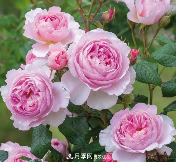 困難重重“養(yǎng)月季”，做好3點(diǎn)，你就是月季大神(圖7)