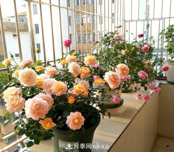 困難重重“養(yǎng)月季”，做好3點(diǎn)，你就是月季大神(圖4)