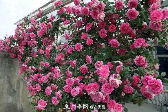 困難重重“養(yǎng)月季”，做好3點(diǎn)，你就是月季大神(圖3)