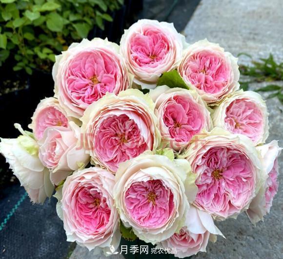 困難重重“養(yǎng)月季”，做好3點(diǎn)，你就是月季大神(圖9)