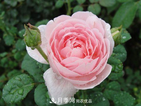 10個品種月季花顏值排行榜，一個比一個驚艷！(圖4)