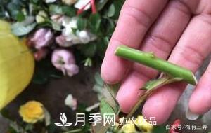月季扦插專業(yè)知識，讓你少走彎路（圖文版）(圖8)