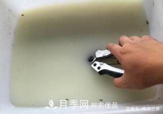 月季扦插專業(yè)知識，讓你少走彎路（圖文版）(圖3)