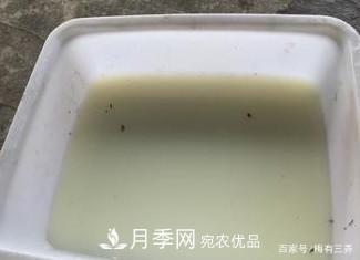月季扦插專業(yè)知識，讓你少走彎路（圖文版）(圖2)