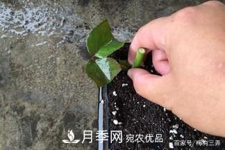 月季扦插專業(yè)知識，讓你少走彎路（圖文版）(圖10)