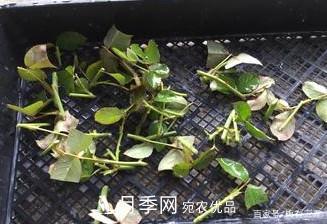 月季扦插專業(yè)知識，讓你少走彎路（圖文版）(圖13)