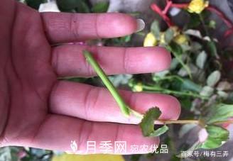 月季扦插專業(yè)知識，讓你少走彎路（圖文版）(圖12)