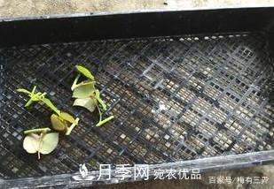 月季扦插專業(yè)知識，讓你少走彎路（圖文版）(圖9)