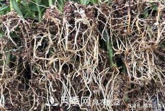 月季扦插專業(yè)知識，讓你少走彎路（圖文版）(圖15)
