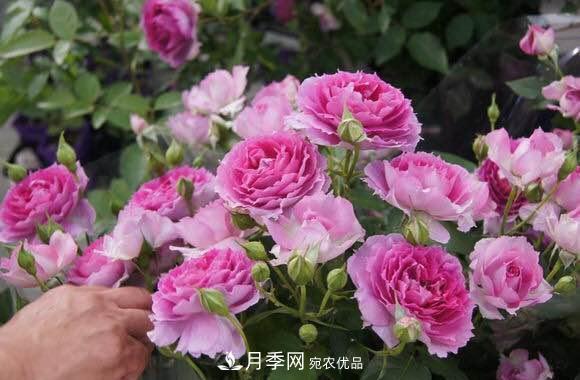 月季中的優(yōu)良品種，天方夜譚，花大量多香味濃，種上就能活！(圖1)