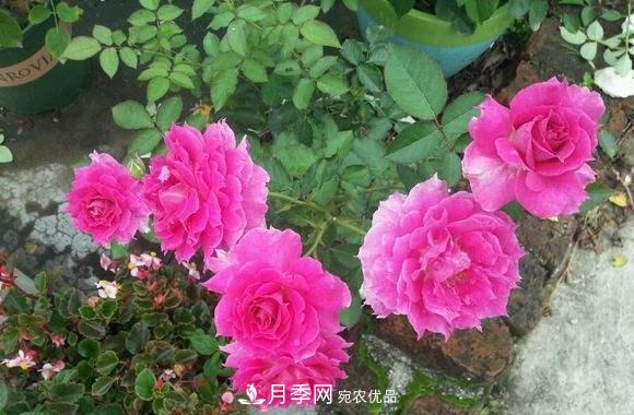 月季中的優(yōu)良品種，天方夜譚，花大量多香味濃，種上就能活！(圖3)