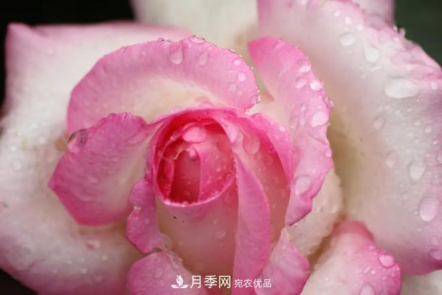 月季養(yǎng)護(hù)知識(shí)：這樣養(yǎng)出的月季花，花大色艷，枝繁葉茂(圖1)