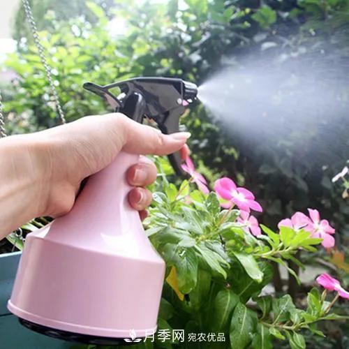 月季養(yǎng)護(hù)知識(shí)：這樣養(yǎng)出的月季花，花大色艷，枝繁葉茂(圖3)