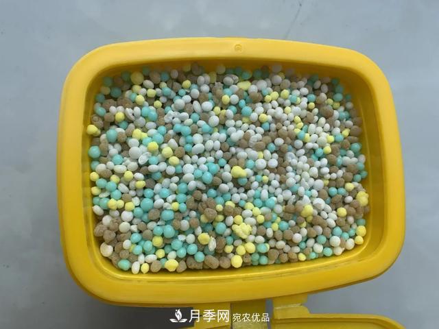 月季養(yǎng)護(hù)知識(shí)：這樣養(yǎng)出的月季花，花大色艷，枝繁葉茂(圖4)