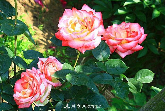 夏季養(yǎng)月季花，澆水施肥都是重點，整錯了就黃葉爛根生長差(圖2)