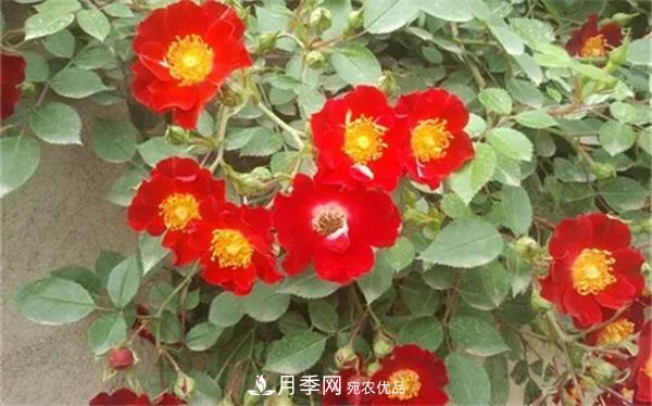地被月季～城鄉(xiāng)綠化、園林美化的優(yōu)秀選擇（附：品種說明及圖片）(圖6)