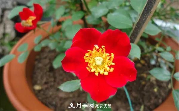 地被月季～城鄉(xiāng)綠化、園林美化的優(yōu)秀選擇（附：品種說明及圖片）(圖5)