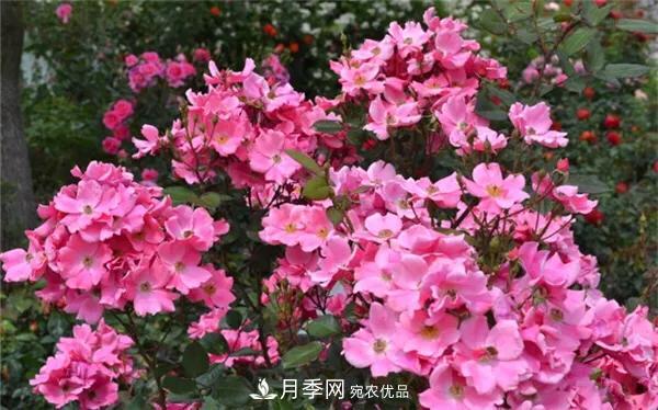地被月季～城鄉(xiāng)綠化、園林美化的優(yōu)秀選擇（附：品種說明及圖片）(圖3)